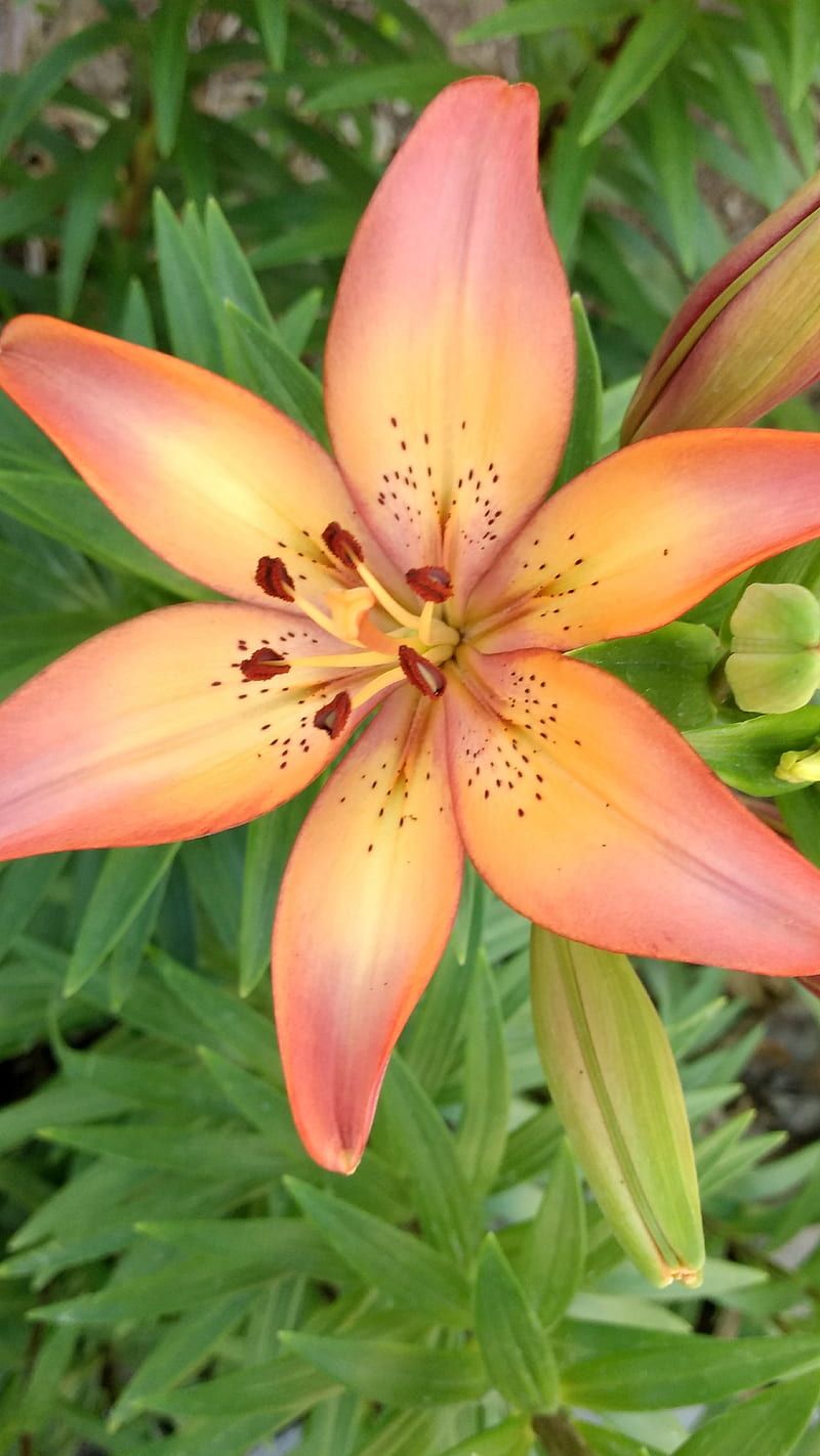 Lily flower, nature, orange yellpw, outdoor, plant, HD phone wallpaper