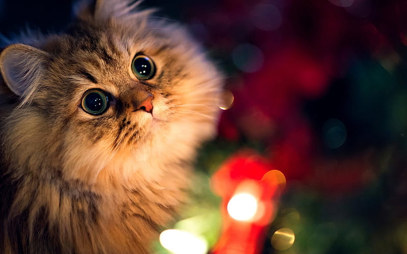 Adorable Cat, pretty, holidays, christmas cat, bonito, adorable, magic, cat eyes, xmas, sweet, graphy, magic christmas, beauty, happy holidays, animals, lovely, holiday, christmas, kitty, new year, happy new year, cat, cat face, hat, cute, paws, merry christmas, sweetness, eyes, cats, kitten, HD wallpaper