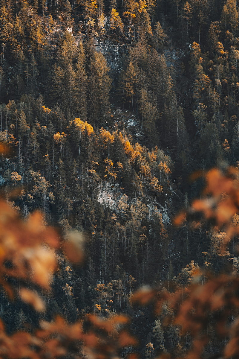 forest, slope, trees, coniferous, pine, HD phone wallpaper