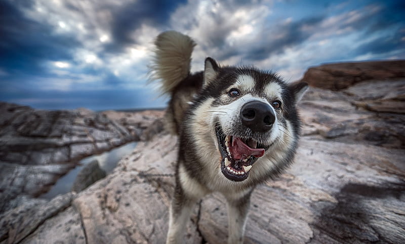 Funny face, cloud, caine, smile, sky, tongue, funny, face, wolf, husky, dog, blue, HD wallpaper
