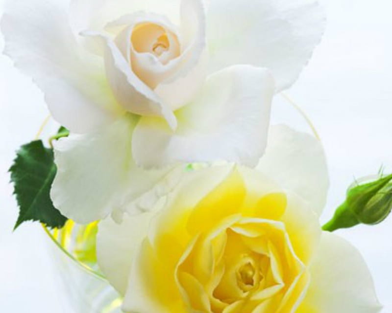 Flores elegantes, amarillas, flores, blancas, rosas, Fondo de pantalla HD |  Peakpx