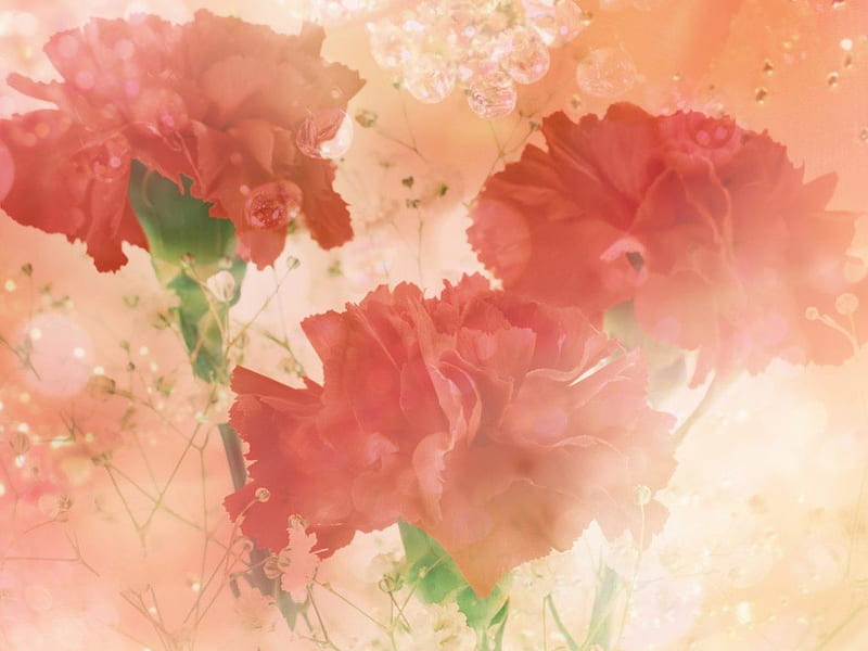 Red Carnations, flower, pastel tones, soft focus, carnation, HD wallpaper
