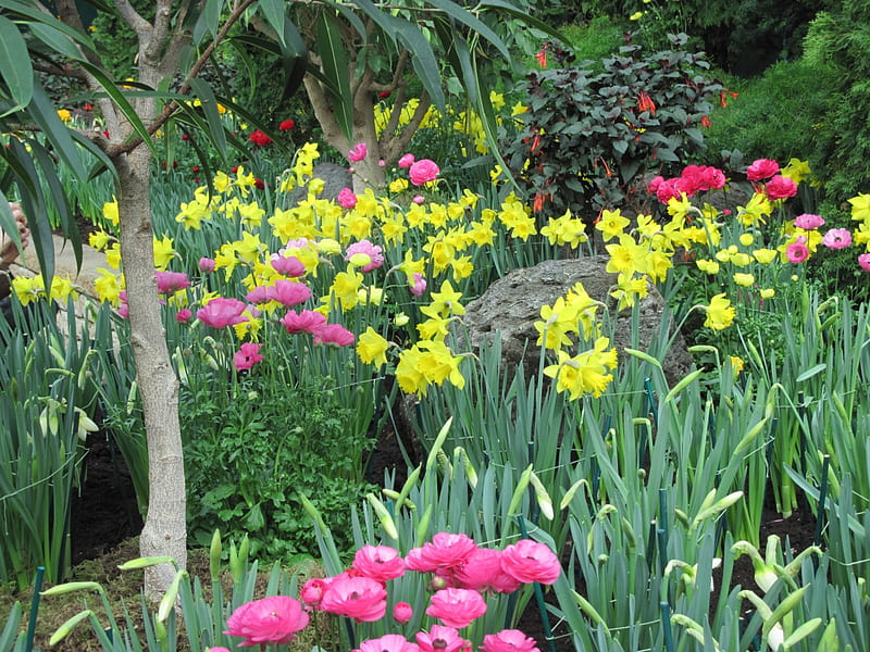 Healing flowers 22, Daffodils, graphy, green, yellow, garden, Flowers, pink, HD wallpaper