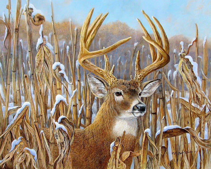 Big Buck, snow, blue sky, cornfield, winter, deer, HD wallpaper