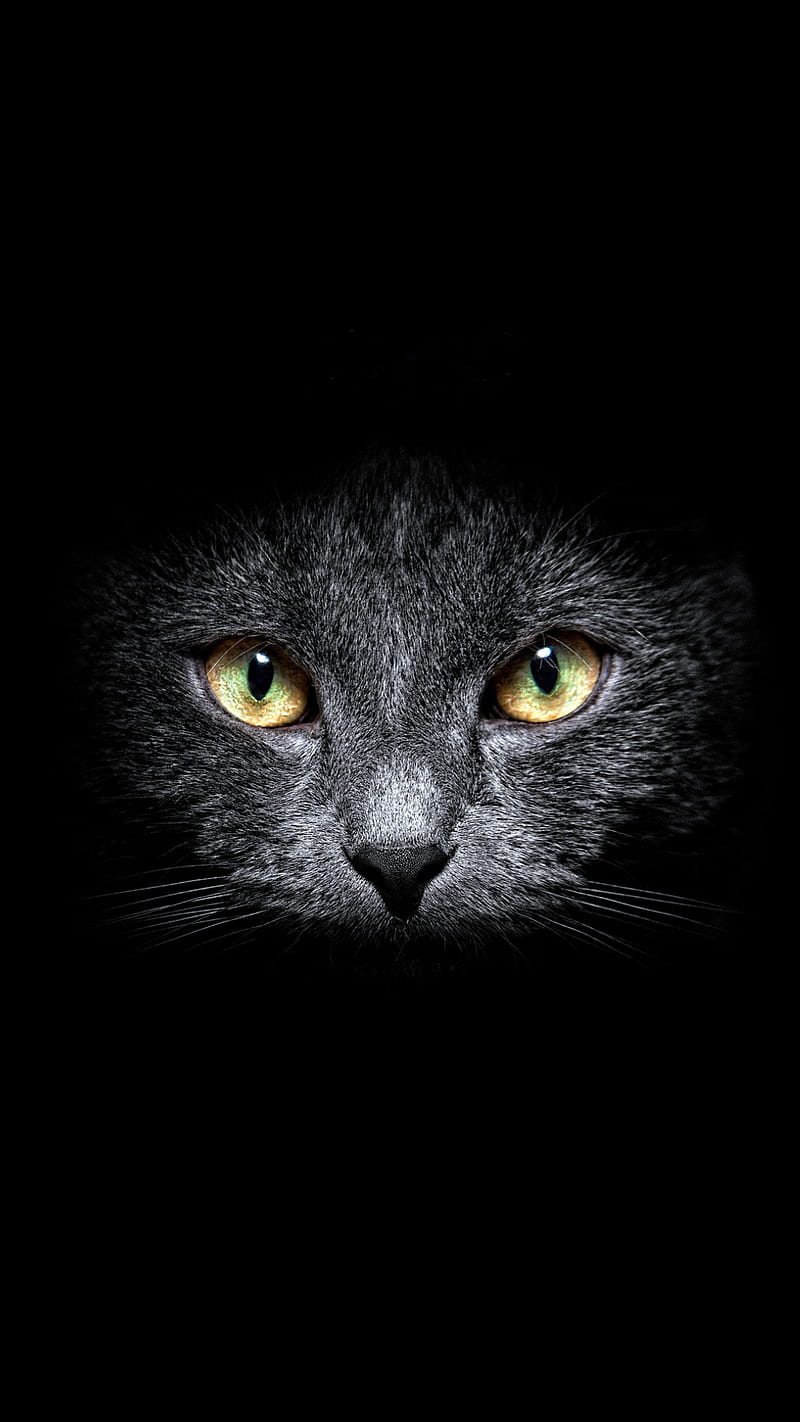 Cat, black, eyes, meow, kitten, HD phone wallpaper