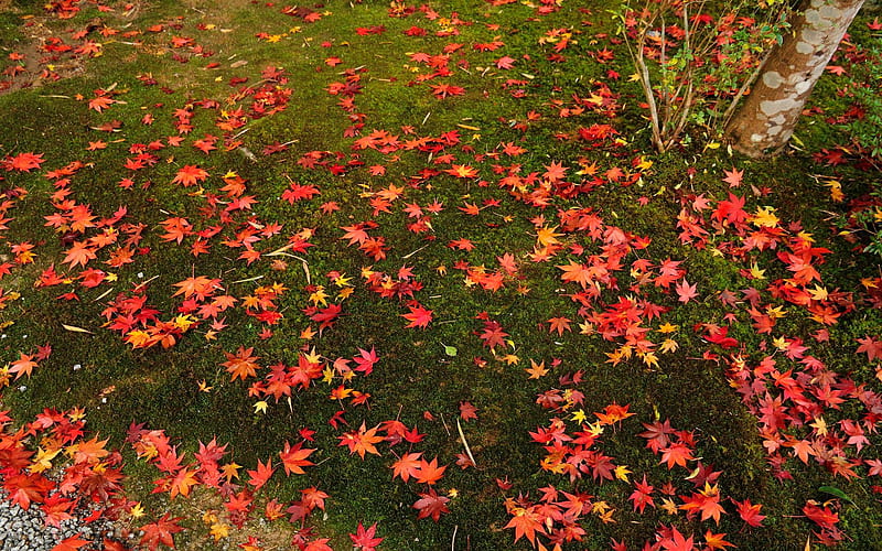 Maple deciduous-Enkoji Temple Autumn, HD wallpaper