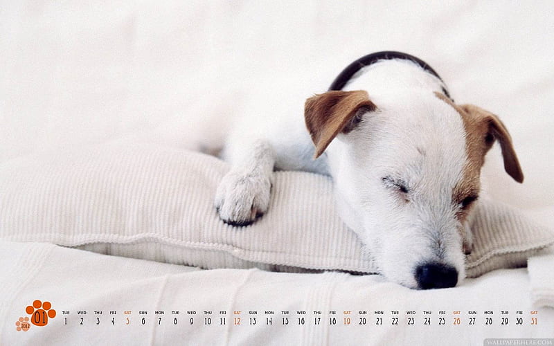 Dog-March 2012 calendar themes, HD wallpaper