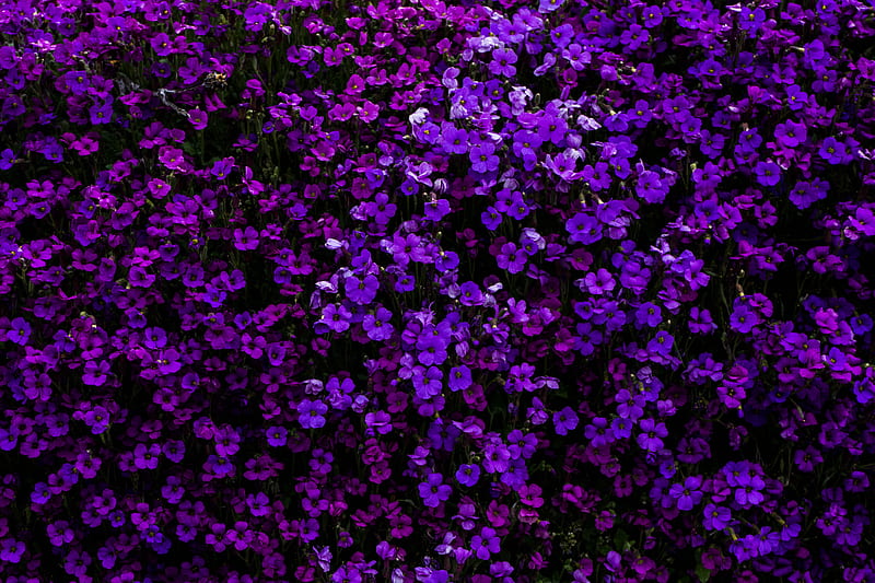 Purple flowered hedge plants, HD wallpaper | Peakpx