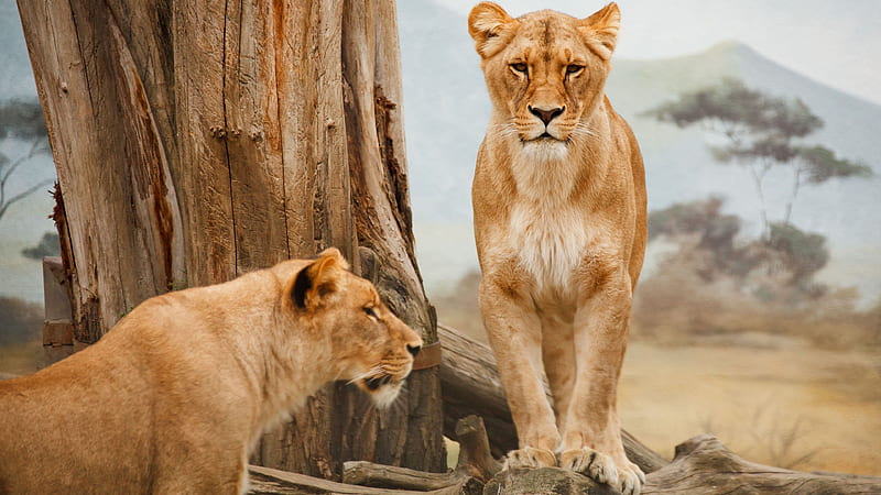 lions, wildlife, Africa, lioness, predator, HD wallpaper
