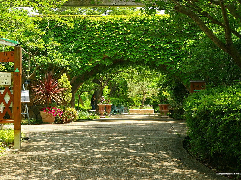 Arches covered with green leaves- Japanese garden art landscape, HD wallpaper