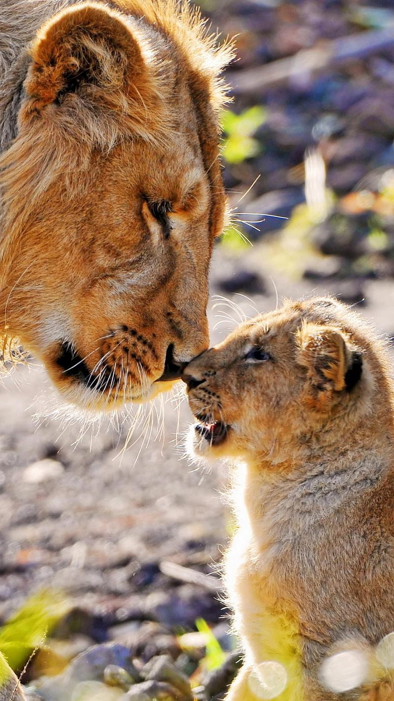 Lion and Cub , animals, father, father son, love, HD phone wallpaper