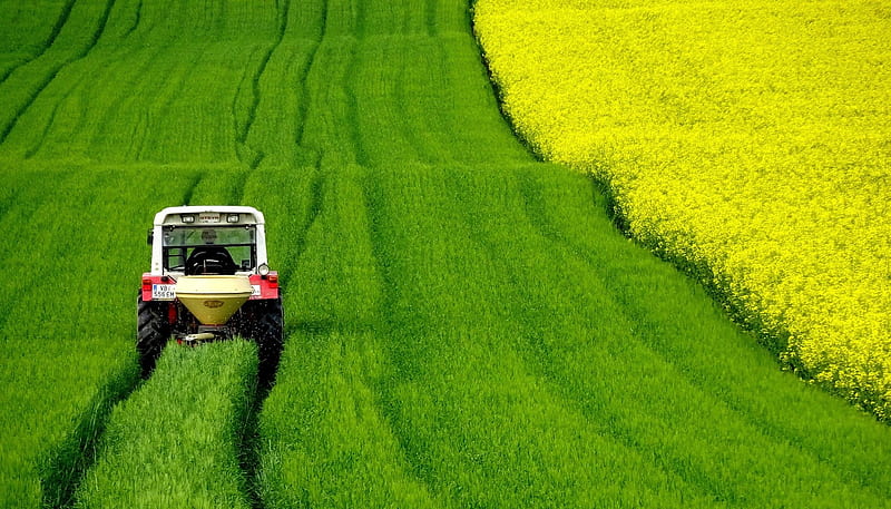 Lucerne field, lucerne, nature, field, crop, farming, truck, HD wallpaper