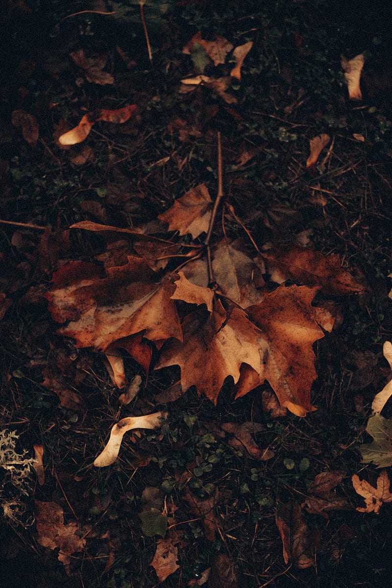 Maple, leaves, autumn, grass, foliage, HD phone wallpaper | Peakpx