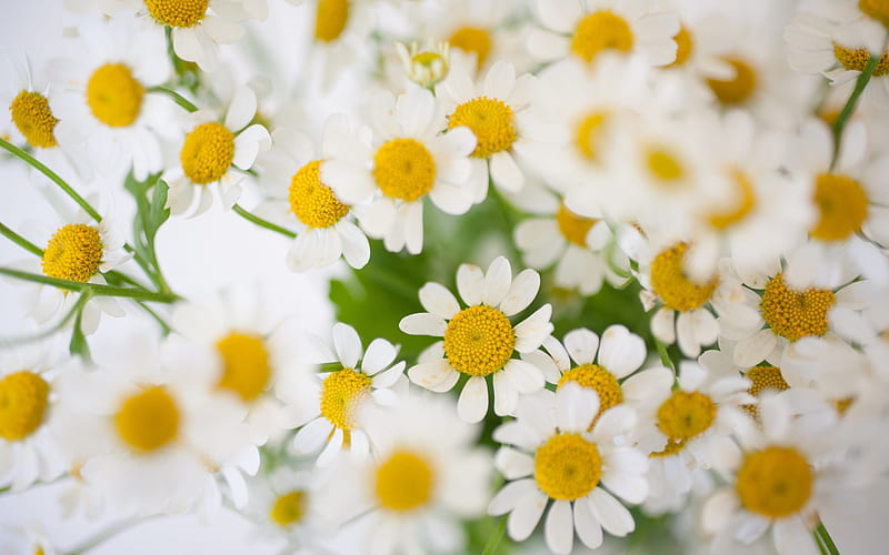 daisies, wildflowers, background with daisies, spring flowers, many daisies, floral background, HD wallpaper
