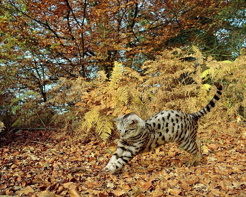 pouncing a mouse in a fall leaves, pouncing, cats, mouse, animals, fall leaves, HD wallpaper