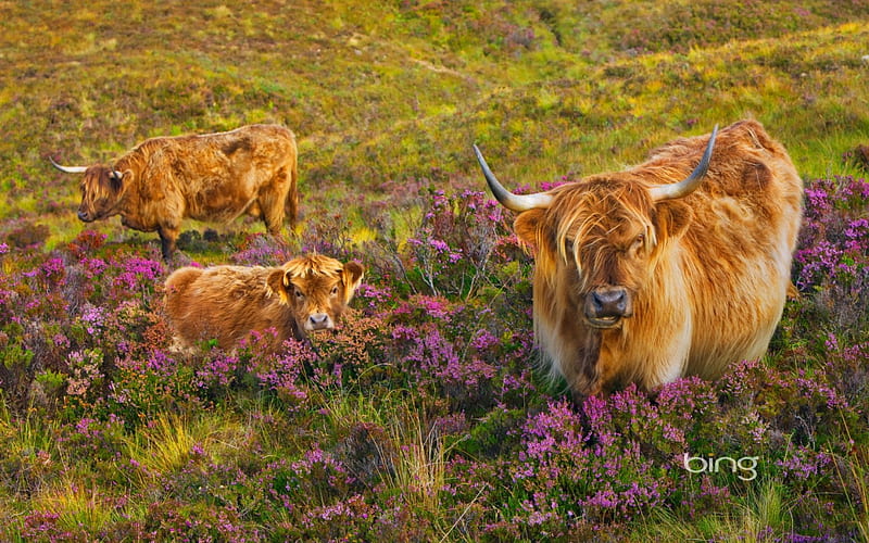 bison mum with calves, isle, skye, a, on, heather, castle, in, highland, the, scotland, field, HD wallpaper