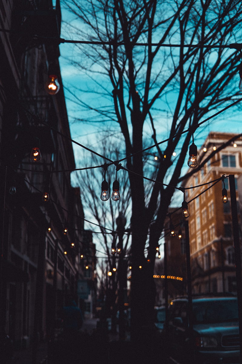 street, lamps, trees, evening, HD phone wallpaper