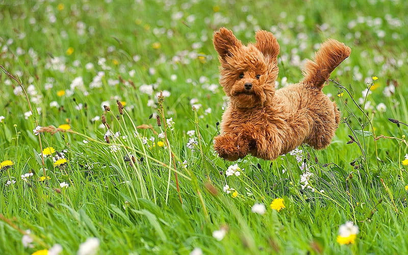 Toy Poodle, flying dog, lawn, cute animals, dogs, pets, Toy Poodle Dog, HD wallpaper