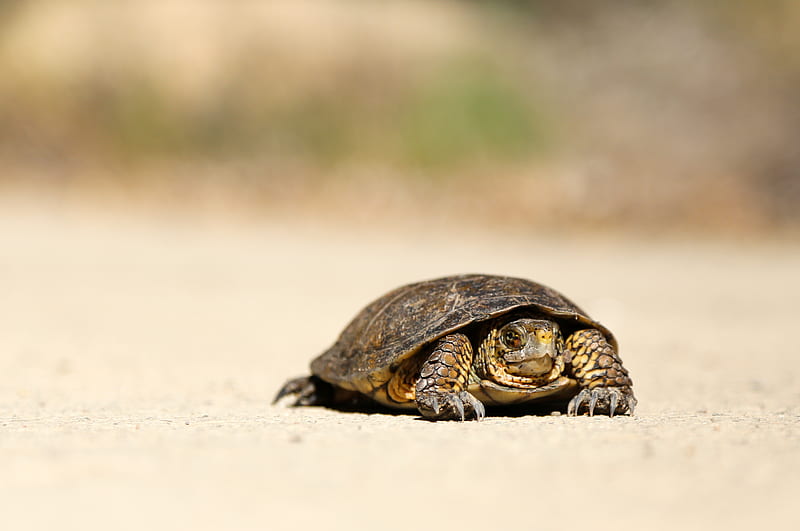 brown tortoise on brown sand, HD wallpaper