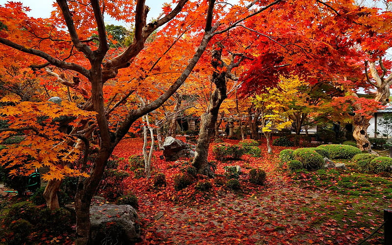 Colorful world-Enkoji Temple Autumn, HD wallpaper