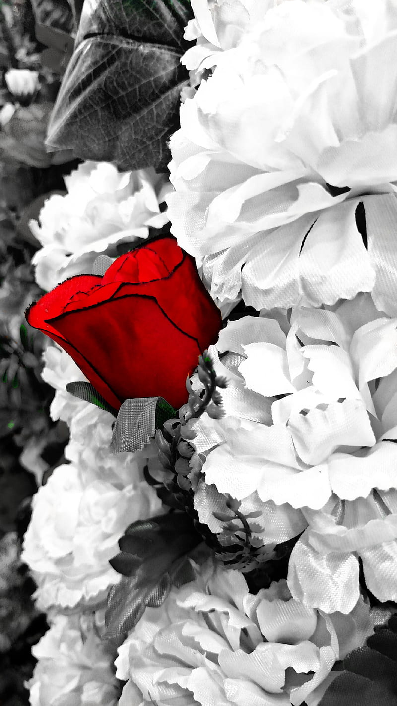 black and white with color splash wallpaper