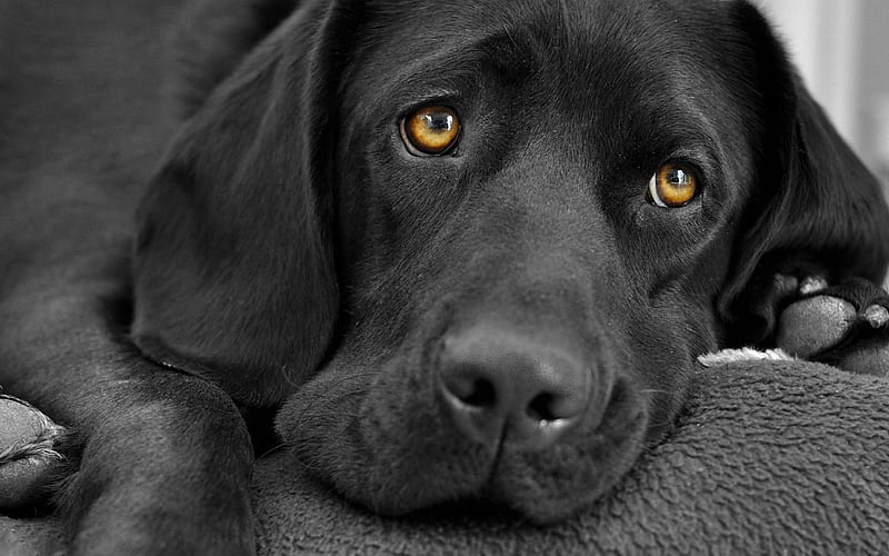 Black labrador, sad dog, black retriever, close-up, cute animals, dogs, pets, labradors, black dog, HD wallpaper