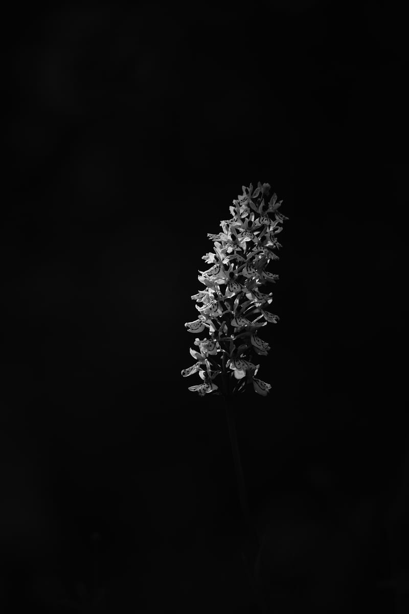 flower, inflorescence, darkness, black and white, HD phone wallpaper