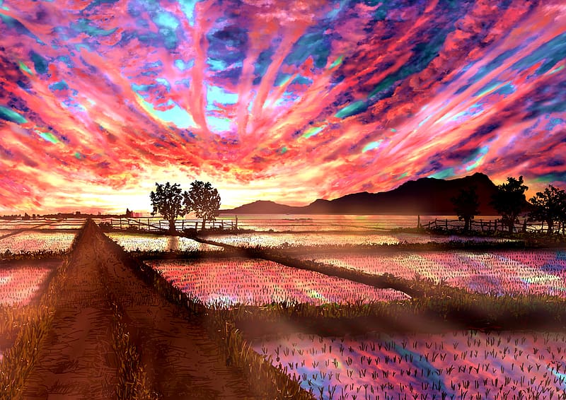 Anime, Nature, Sunset, Sky, Cloud, Paddy Field, HD wallpaper