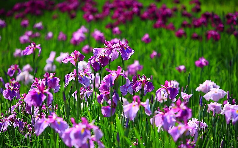 Irises, vara, green, purple, summer, flower, pink, field, iris, HD wallpaper