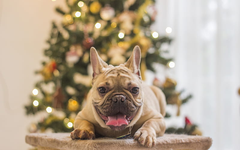 Happy New Year 2018, french bulldog, year of dog, Christmas 2018, creative, New Year 2018, xmas, Christmas tree, HD wallpaper