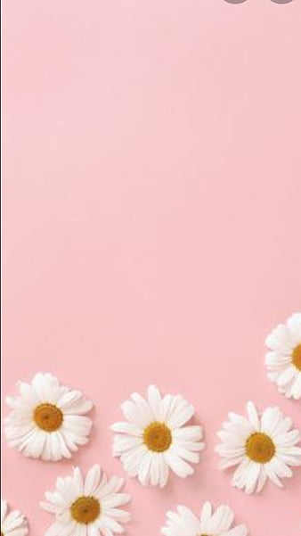 Background With Pink Daisy Flowers Wallpaper Image For Free Download -  Pngtree