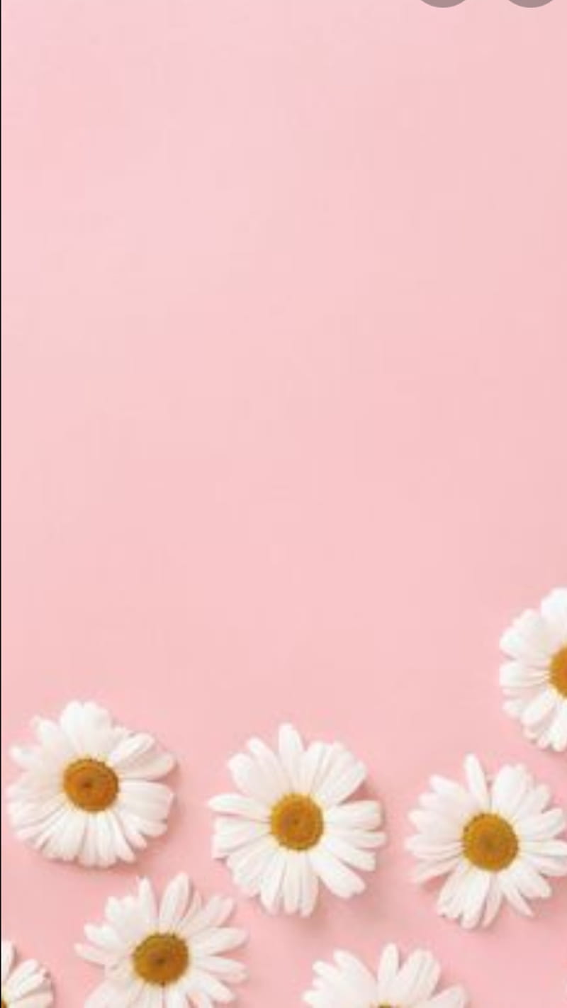Daisy, flowere, pink, HD phone wallpaper