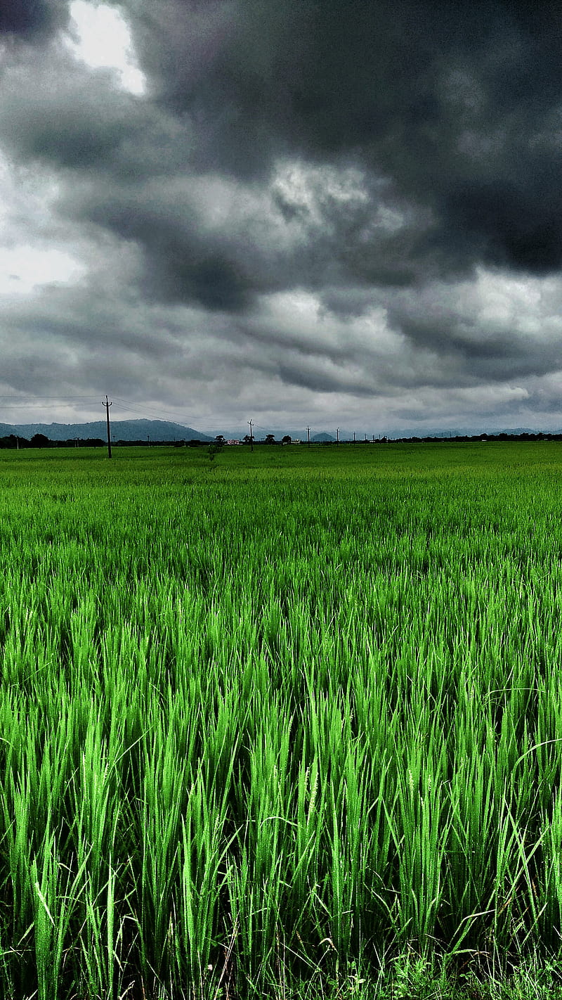 GrassLand, assam, field, grass, landscape, paddy, HD phone wallpaper