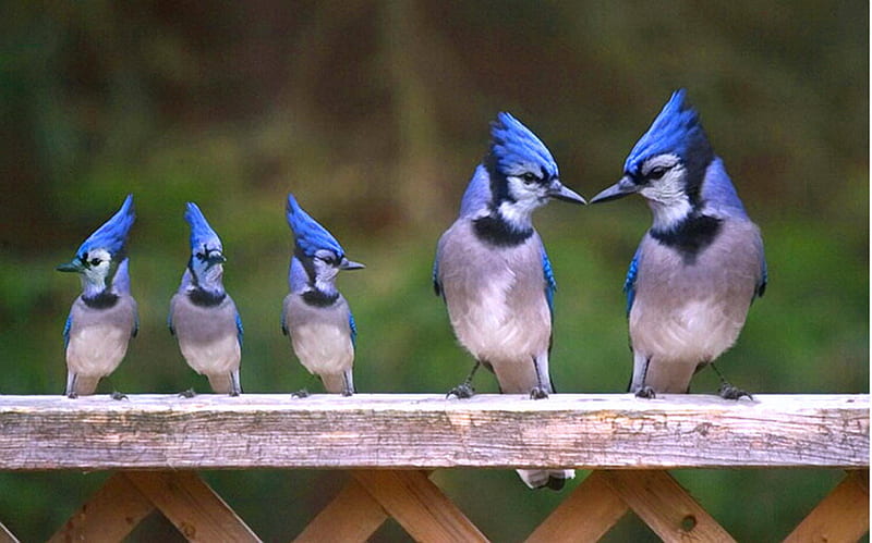Family blue, blue jays, family, mates, birds, chicks, blue black white, HD wallpaper