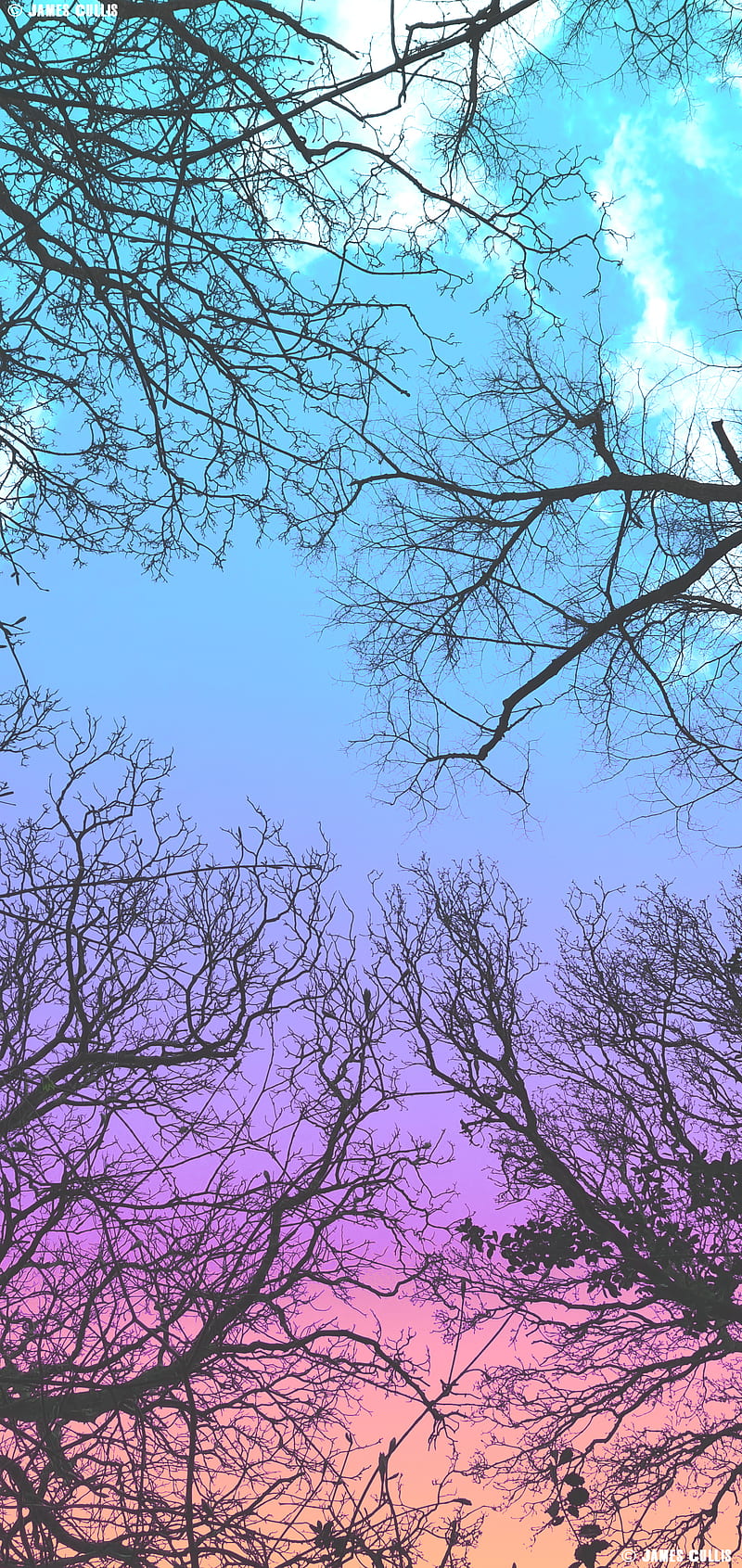 Pink Sky, blue, branches, clouds, multicolour, multicoloured, orange, pink, rainbow, sky, trees, HD phone wallpaper