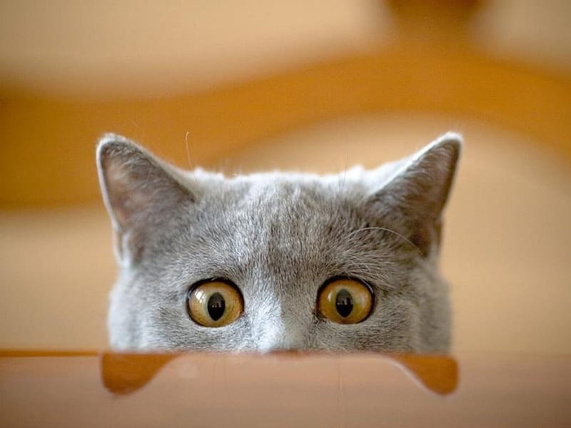 Peek-a-Boo, copper, russian, cat, eyes, looking, blue, HD wallpaper