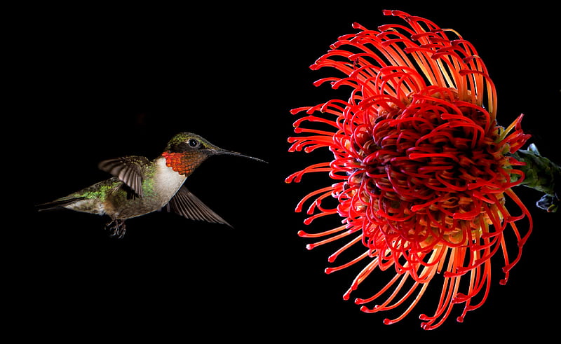 Hovering, beauty, flower, hummingbird, HD wallpaper