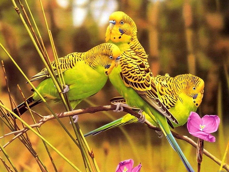 Parrots, wild, birds, animals, sweet, HD wallpaper