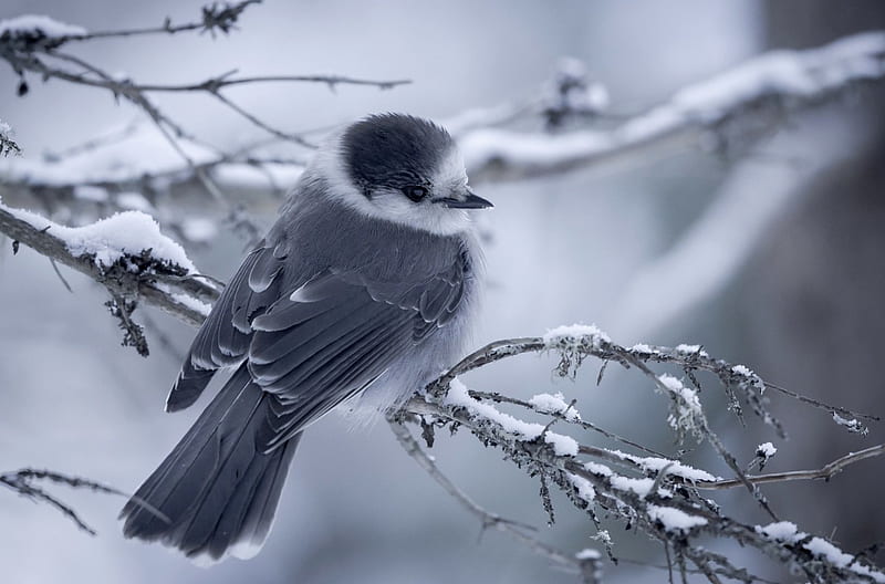 Small bird, tree, Small, bird, winter, HD wallpaper