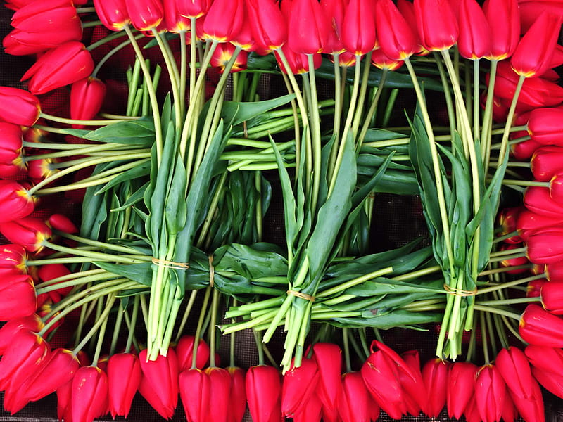 Red Tulips, cut flowers, woven display, red, tulips, HD wallpaper