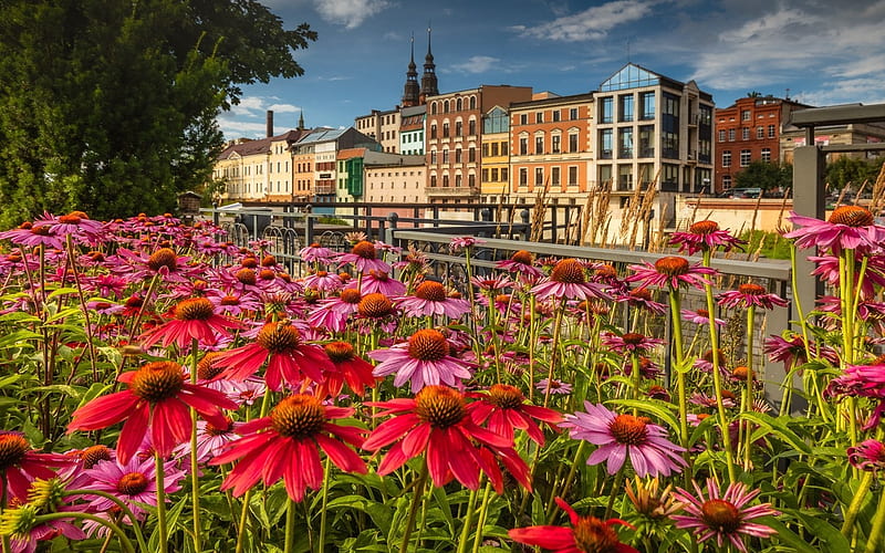 Opole, Poland, flowers, Poland, houses, town, HD wallpaper