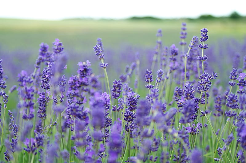 lavender flower field blooms at daytime, HD wallpaper
