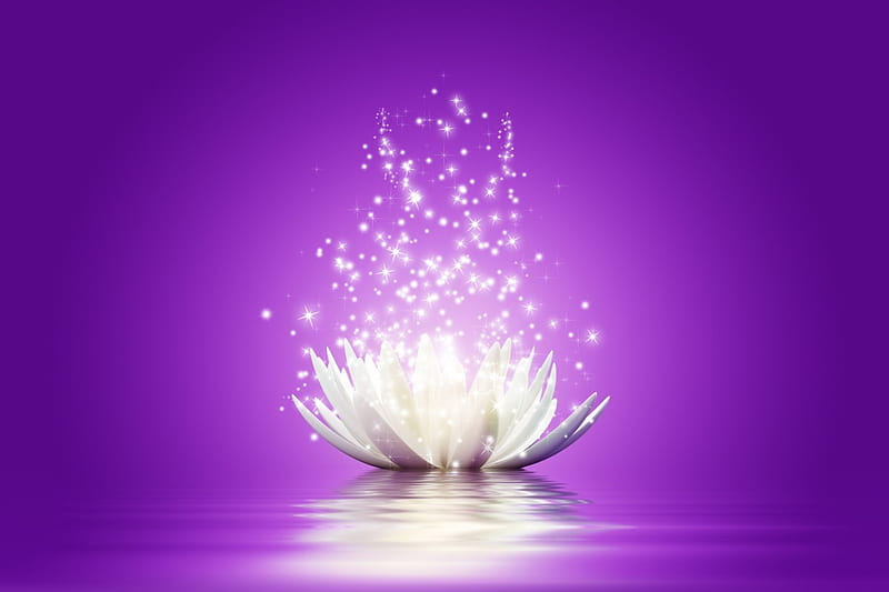 White lotus, lotus, purple, luminos, water lily, magical, reflection,  white, HD wallpaper | Peakpx