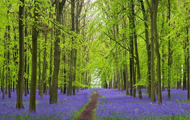 The Flowering English Countryside, forest, Ashridge Forest, Dockey Wood, trees, English Bluebells, bluebells, England, flowers, path, Spring, Hertfordshire, HD wallpaper