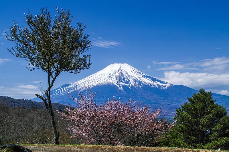 Sakura, , Japan, Spring, Volcano, Cherry Blossom, Mount Fuji, Volcanoes, Summit, Cherry Tree, HD wallpaper