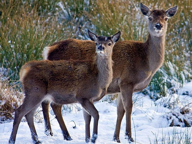 Deers in Snow, cool, deers, snow, HD wallpaper
