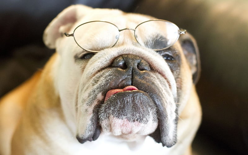 bulldog dog face-Animal, HD wallpaper