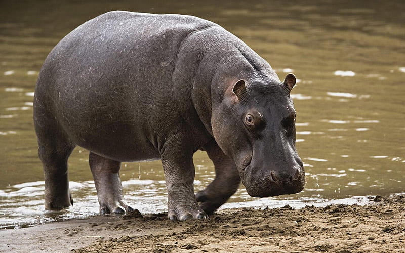 hippopotamus, wildlife, Africa, river, HD wallpaper