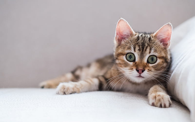 small kitten, sofa, big green eyes, domestic cats, HD wallpaper