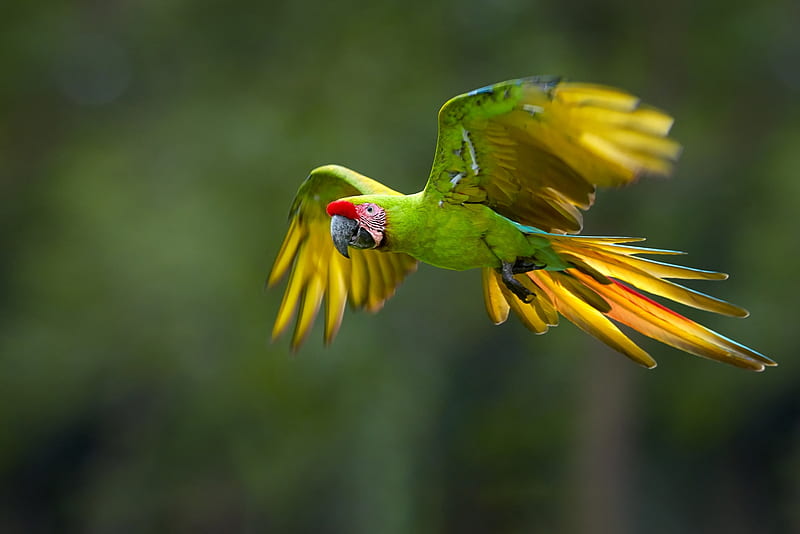 Parrot, flying, bird, green, papagal, yellow, pasari, HD wallpaper